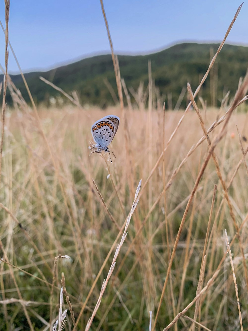 white and blue butterfly on brown grass during daytime