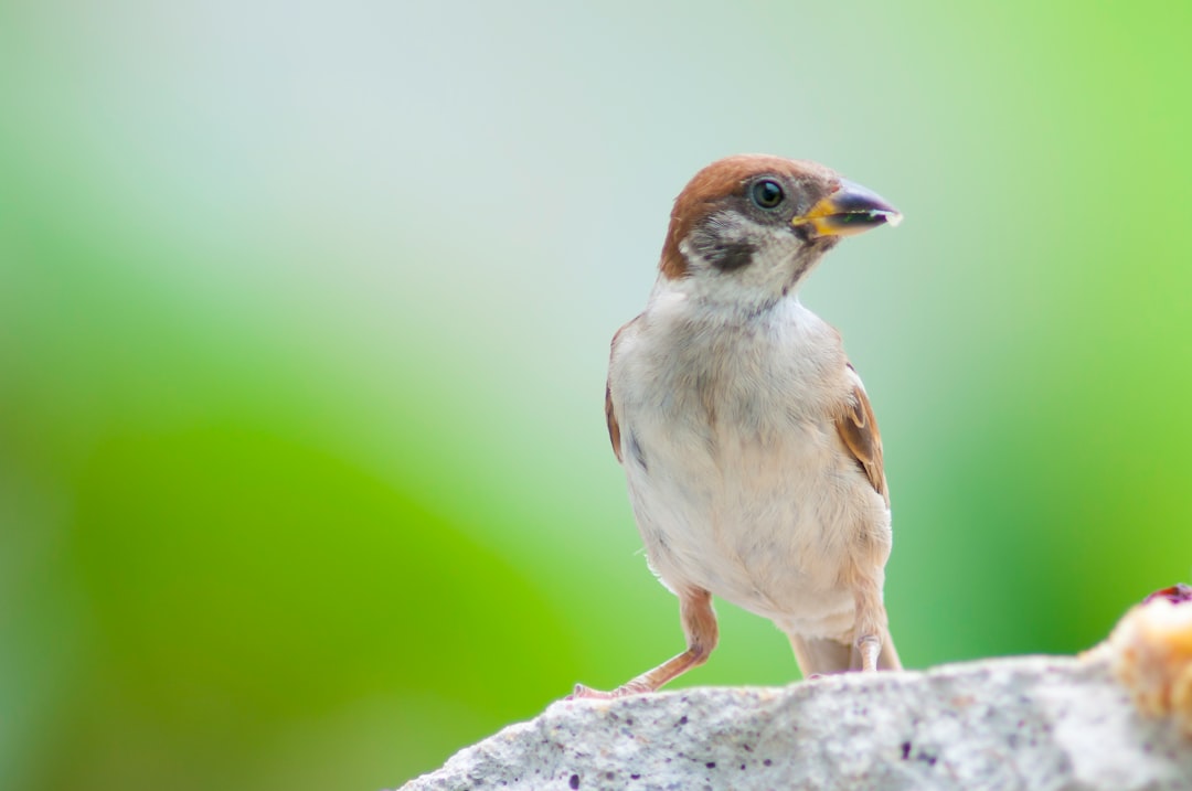 white and brown bird on gray rock