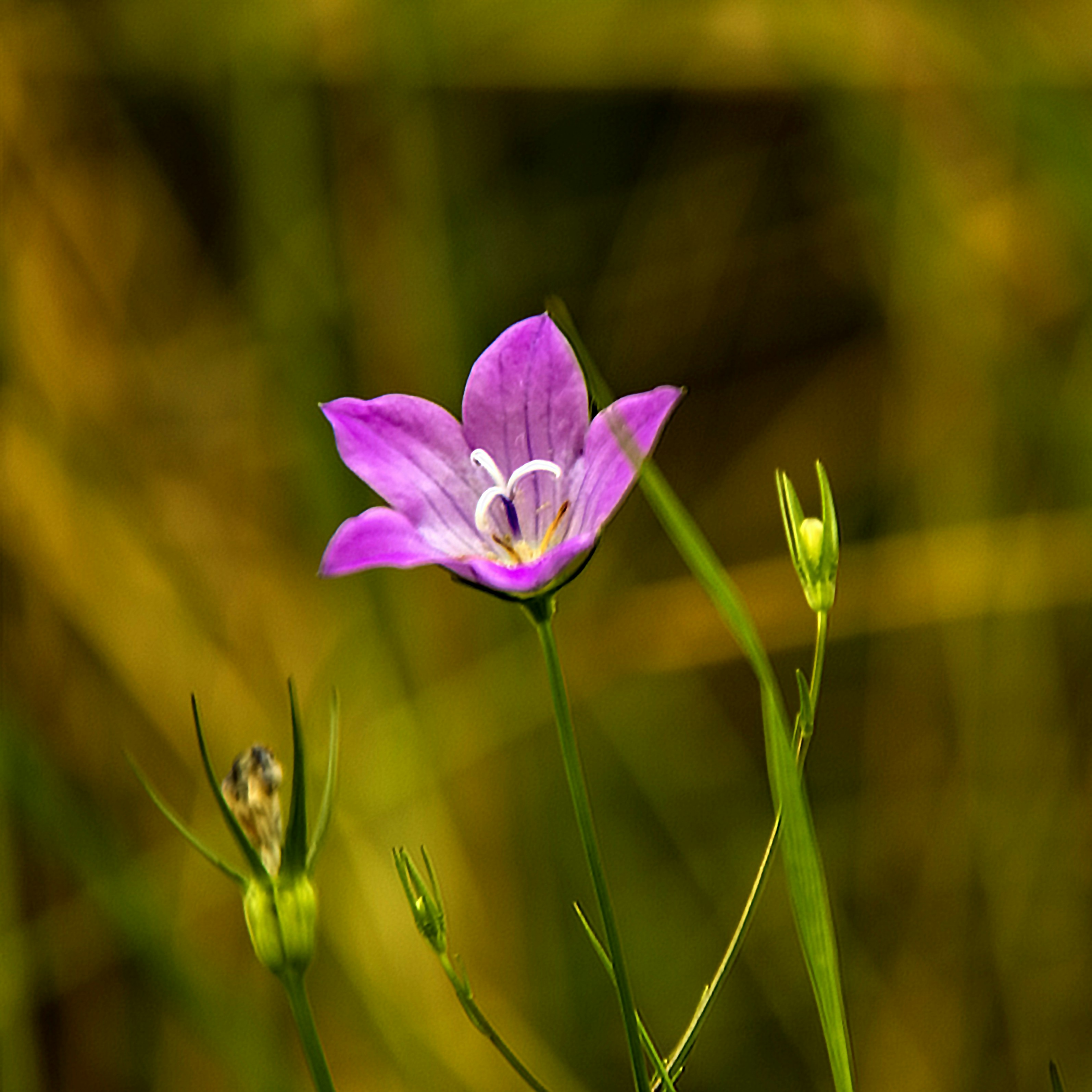 Photo by fotolunatics