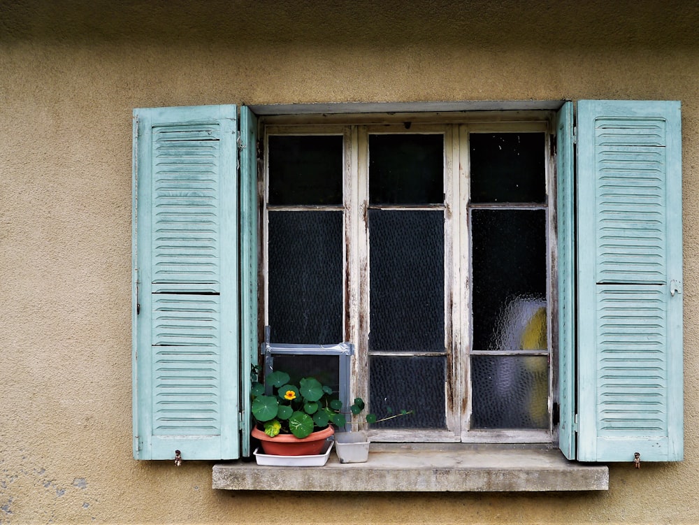 green potted plants on window