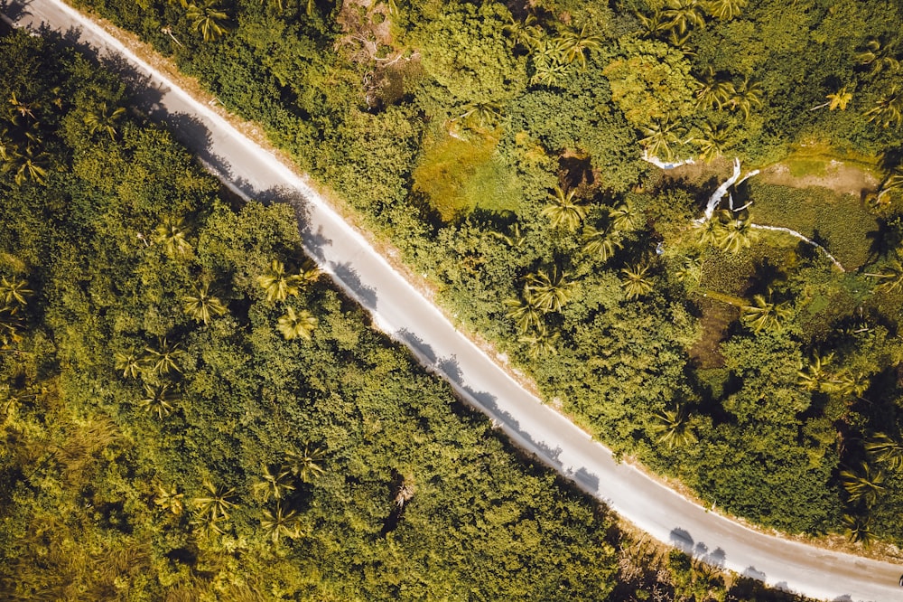 Vista aérea de árboles verdes y carretera