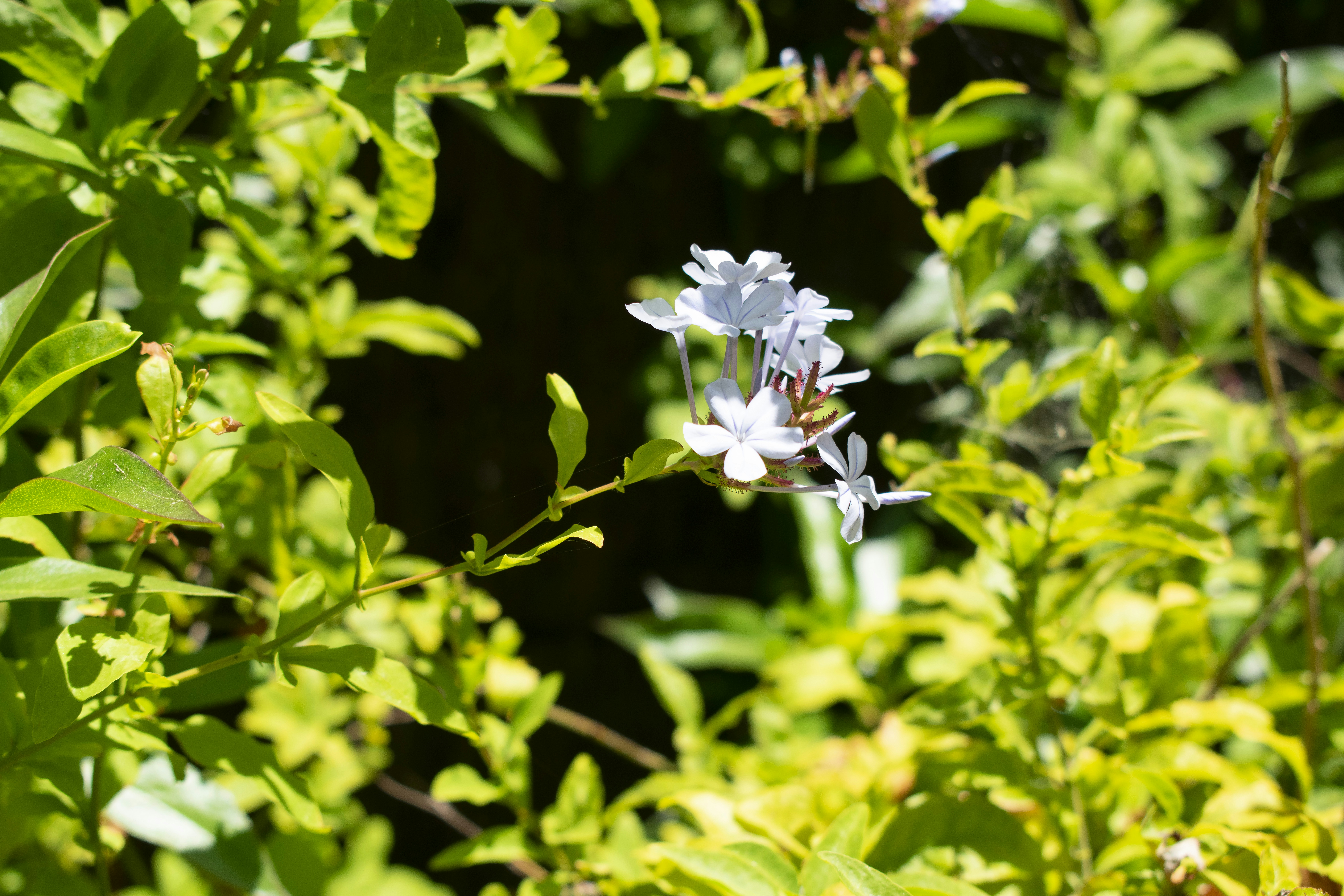 Photo by brainburger_