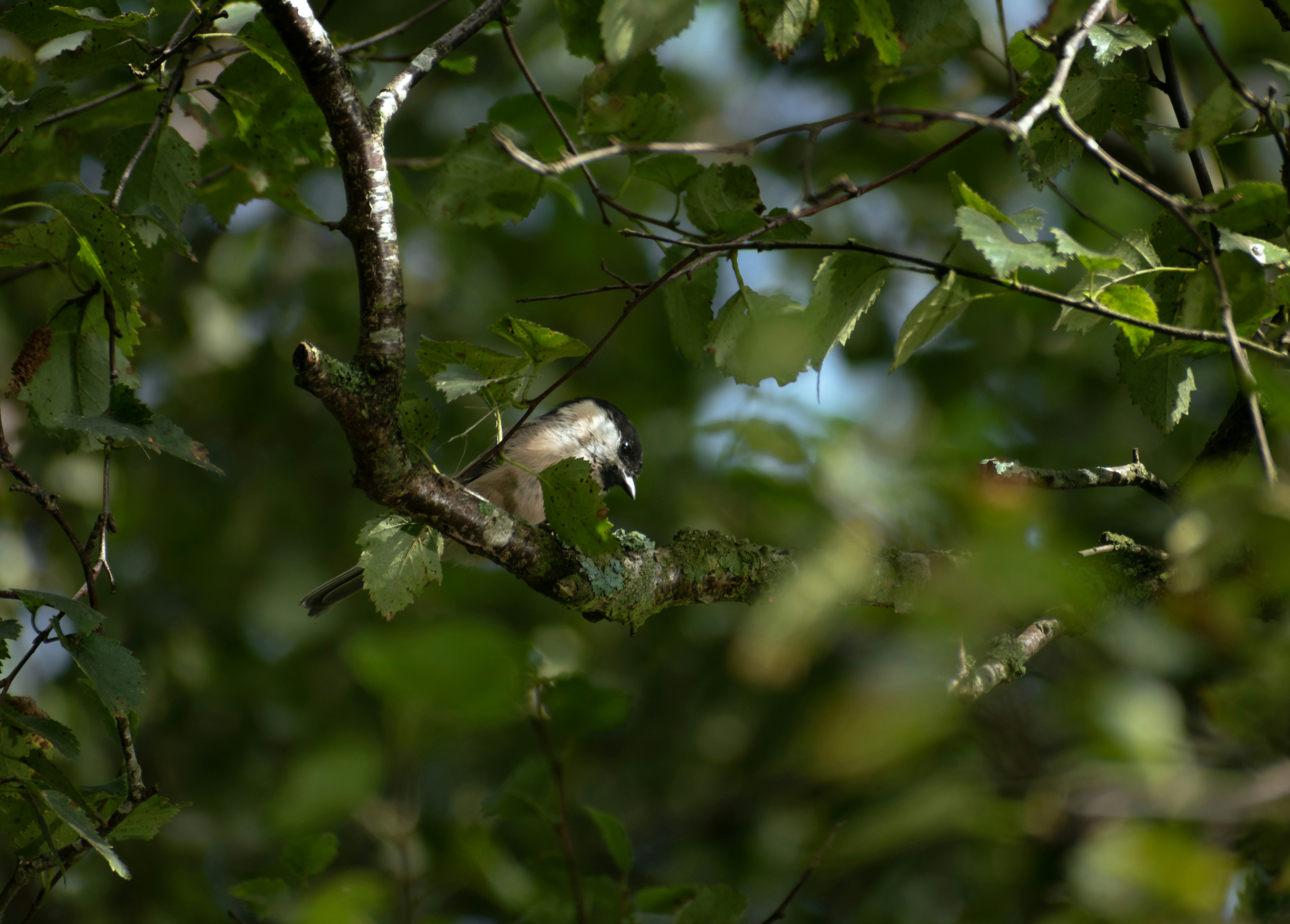 white and black bird on tree branch during daytime