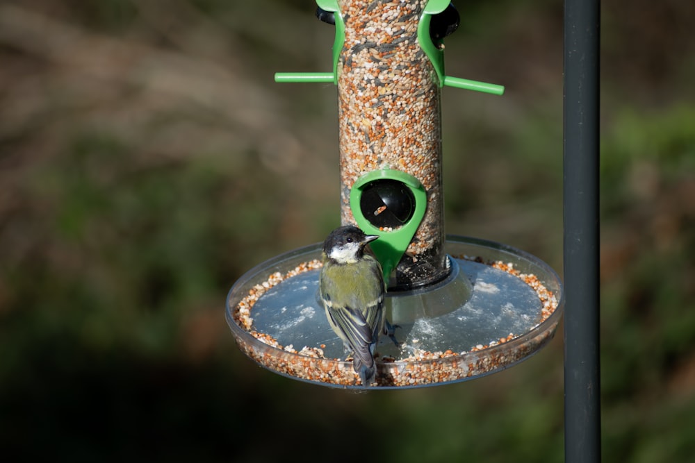 green and black bird on brown bird feeder
