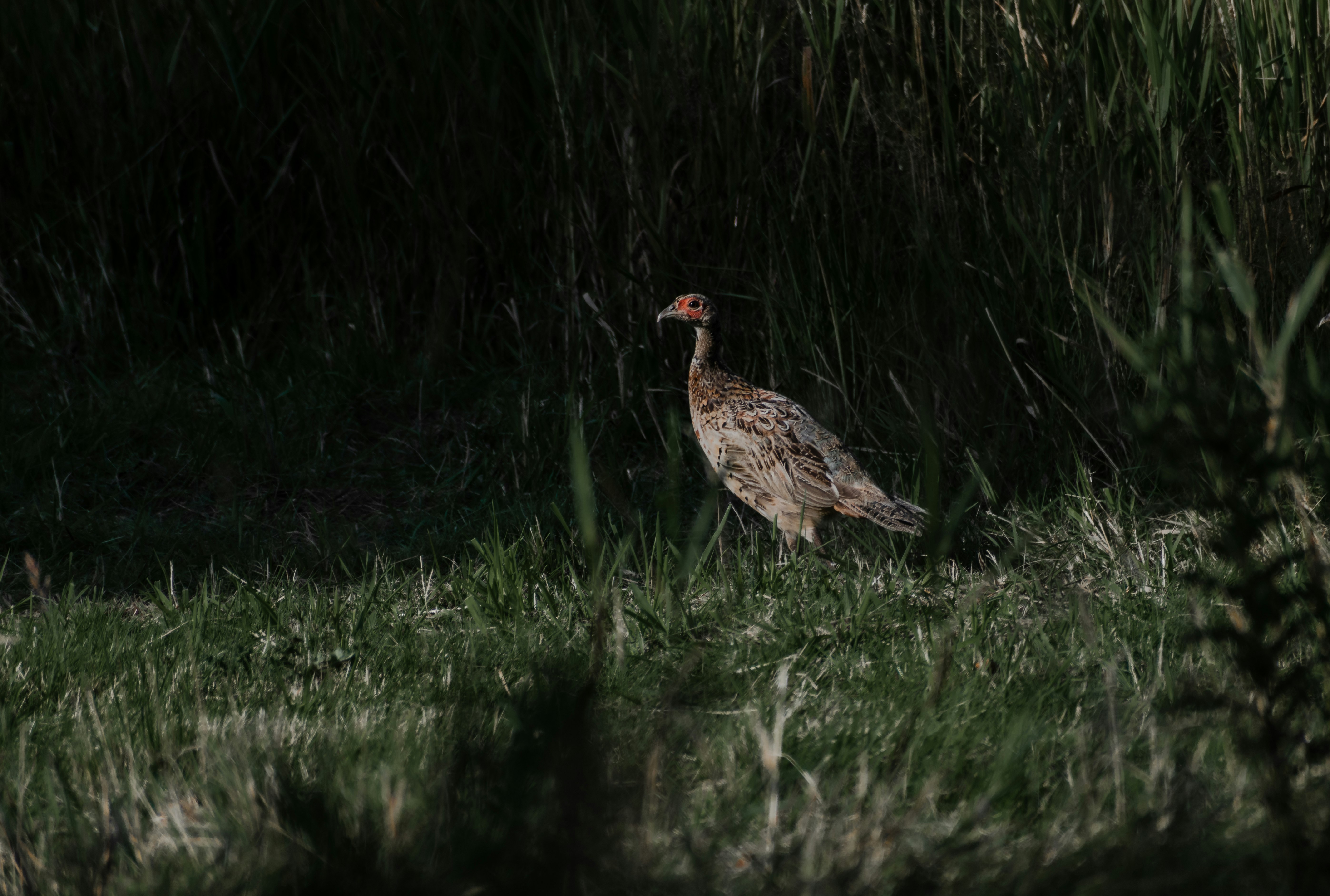 brown duck on green grass field during daytime