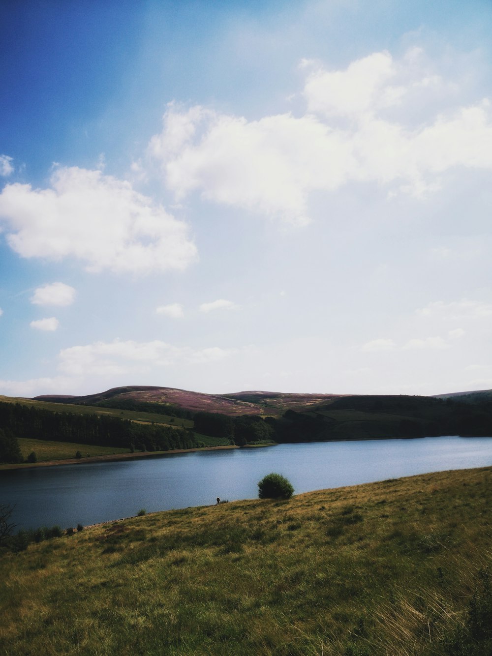 green grass field near lake under blue sky during daytime