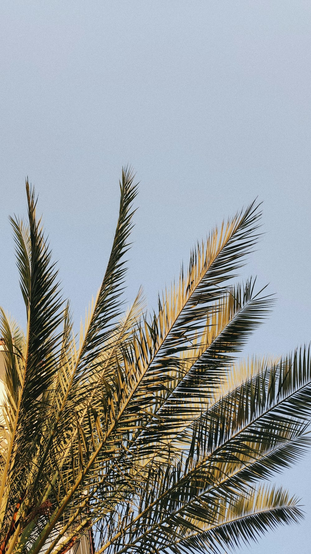 Palmera verde bajo el cielo azul durante el día