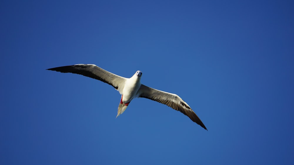 white and black bird flying under blue sky during daytime