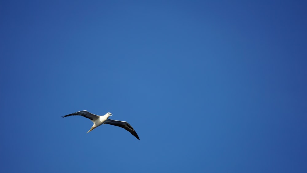 white and black bird flying under blue sky during daytime