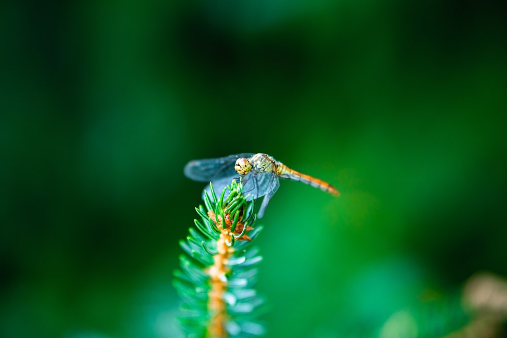 green and black dragonfly perched on green plant stem in close up photography during daytime