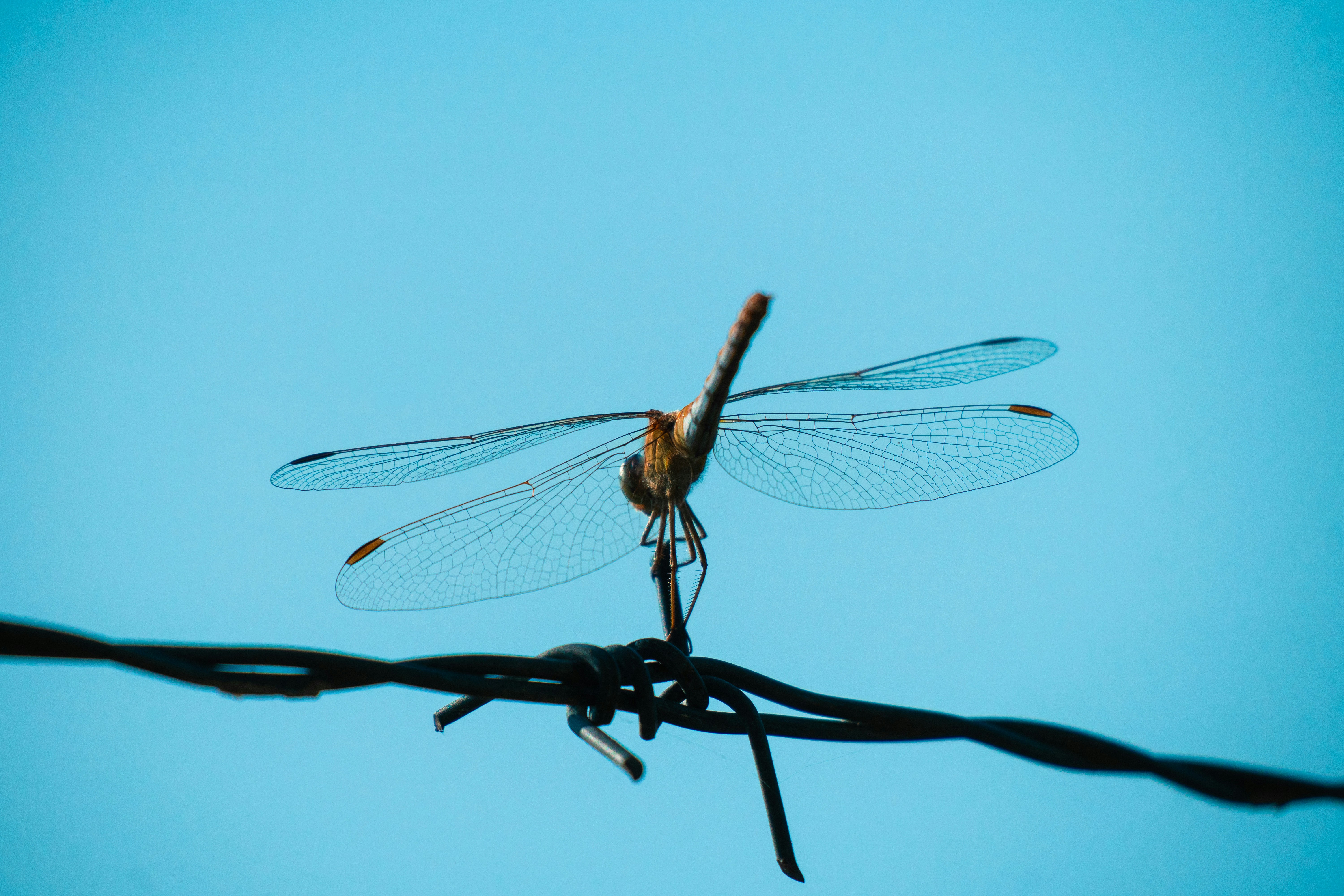 schwarze und braune Libelle auf braunem Stock