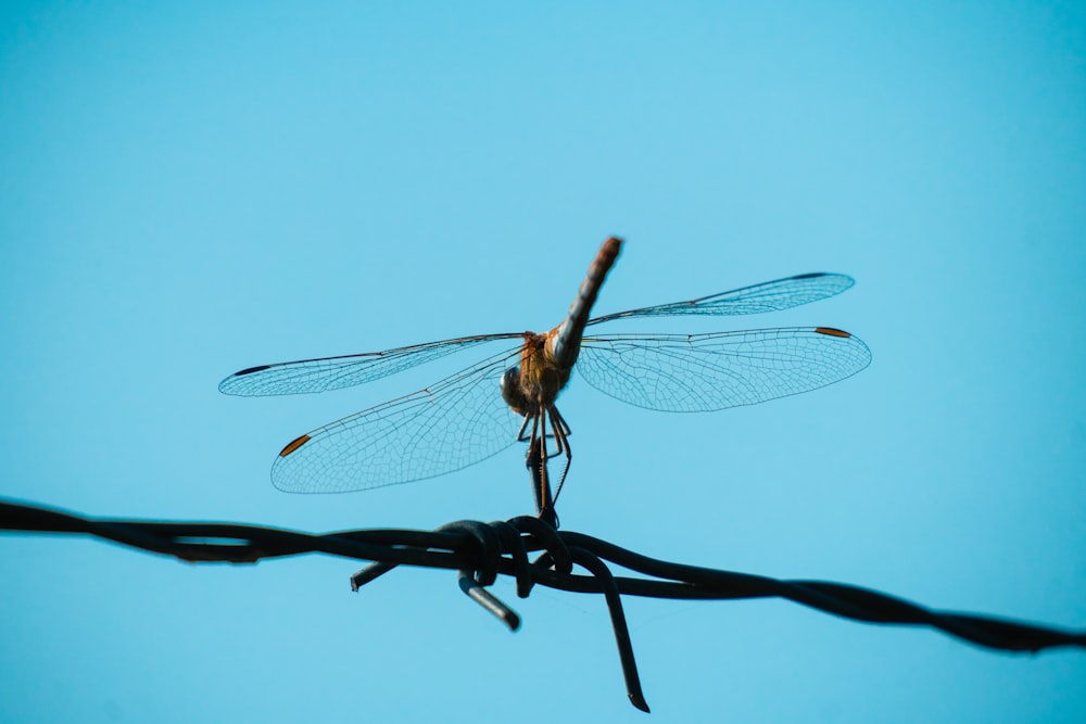 black and brown dragonfly on brown stick