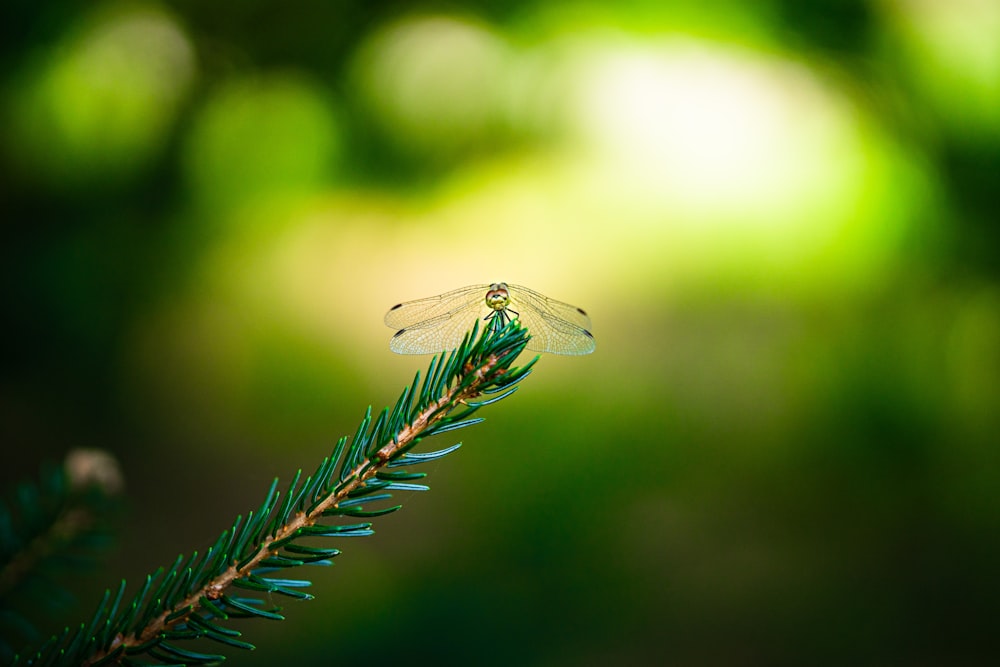 green dragonfly perched on green leaf in close up photography during daytime