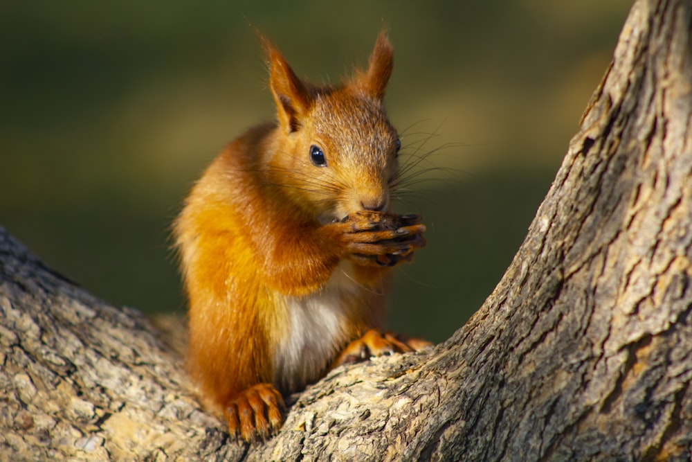 brown squirrel on brown tree trunk