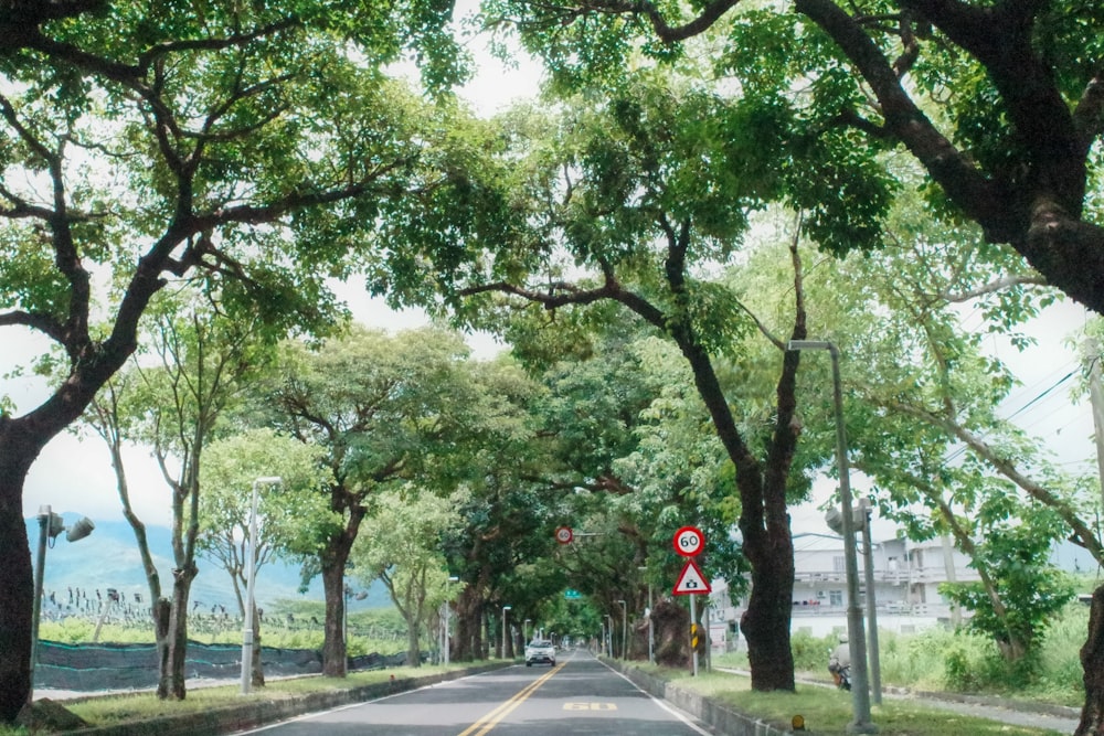arbres verts à côté de la route en béton gris pendant la journée