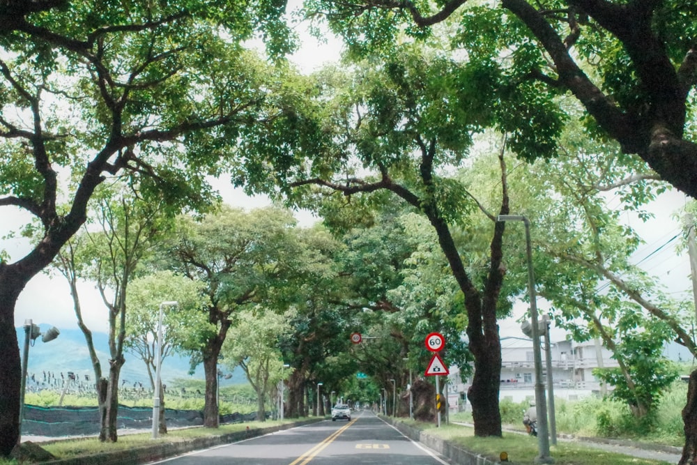 green trees beside gray concrete road during daytime