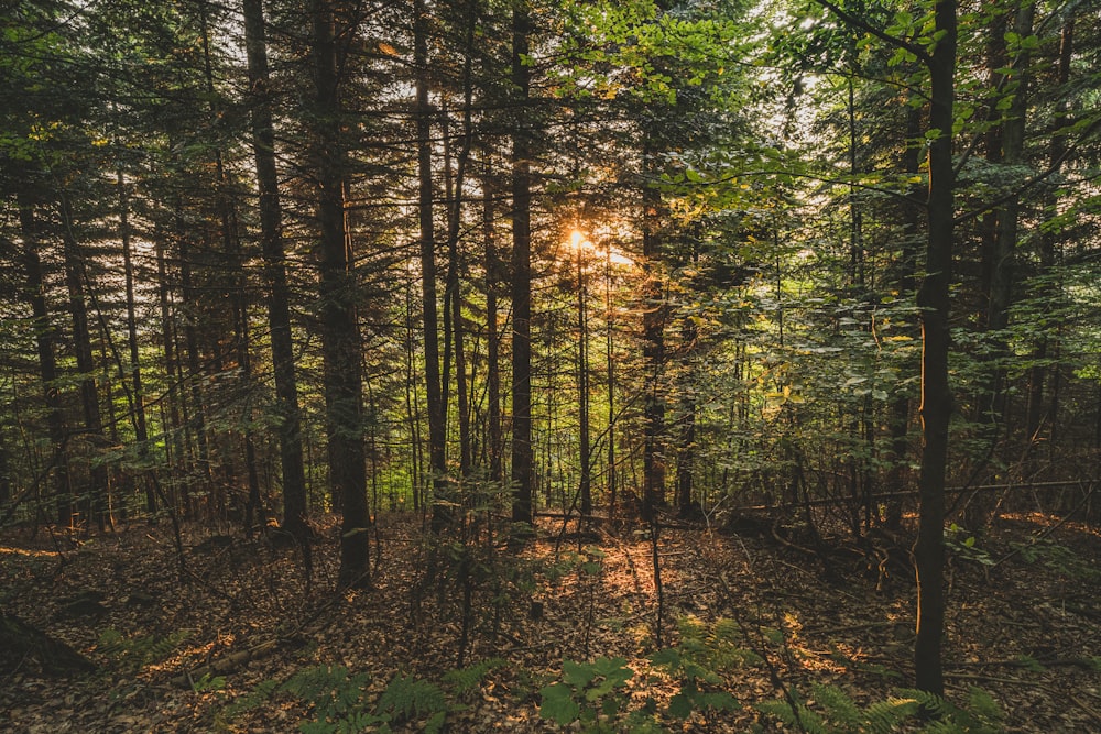 green and brown trees during daytime