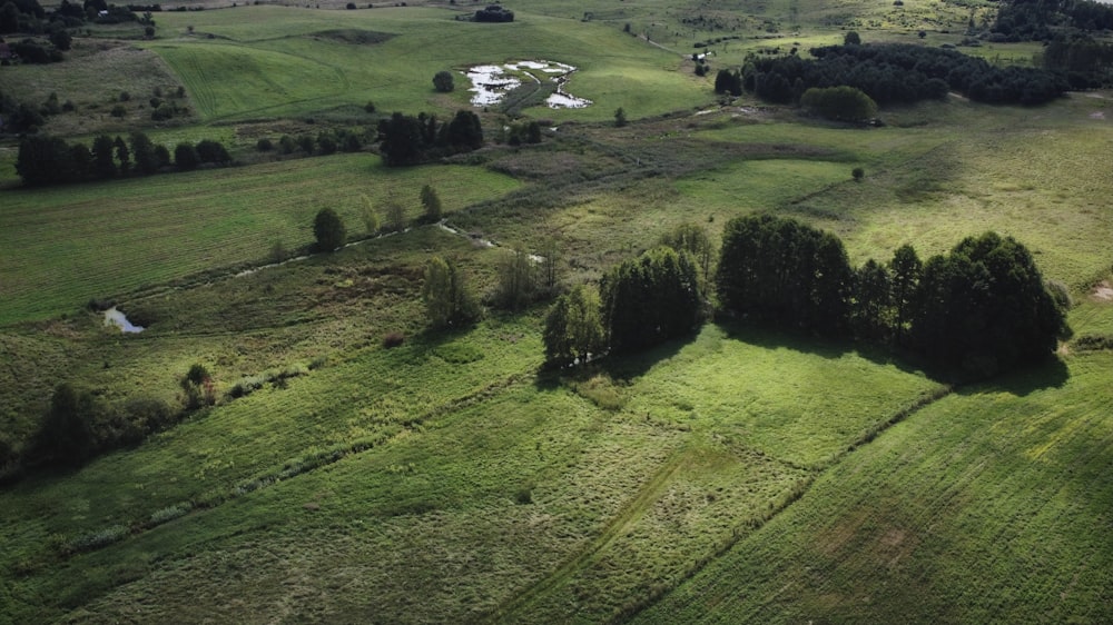 Campo de hierba verde durante el día