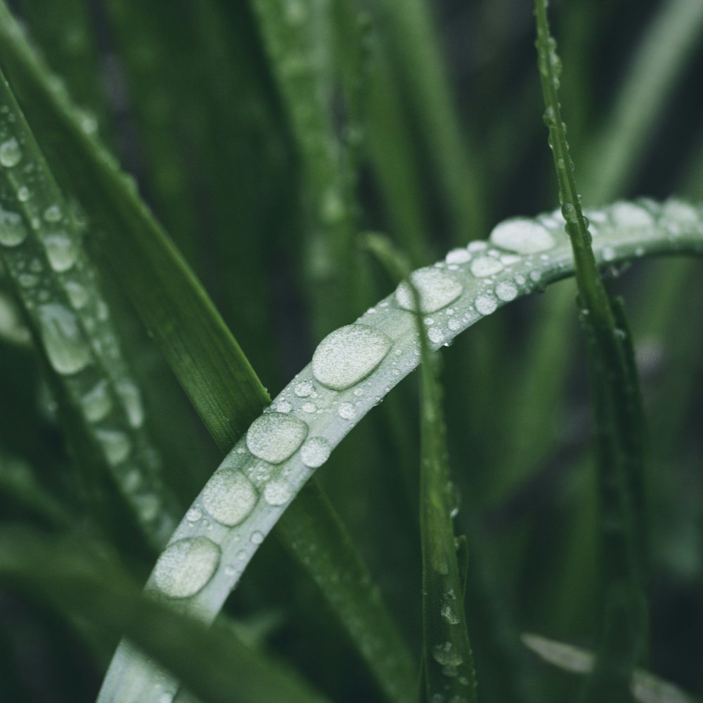 green leaf with water droplets