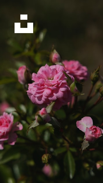7680x4320 Blossom Petal Flowers 8k 8K ,HD 4k Wallpapers,Images,Backgrounds,Photos and Pictures