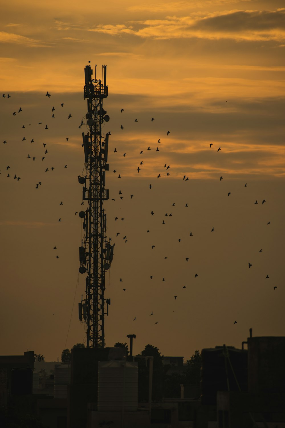 flock of birds flying over the city during sunset