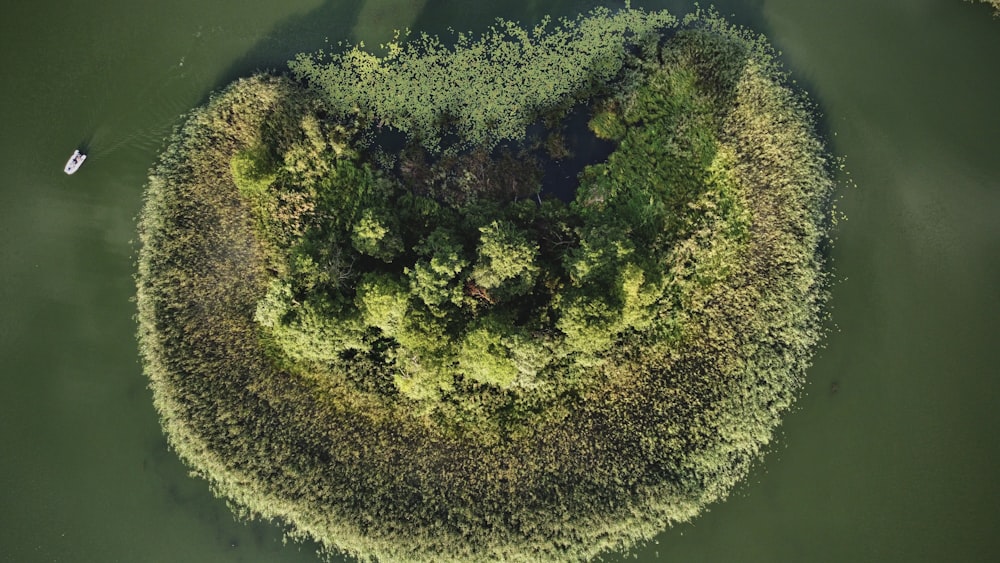 Veduta aerea degli alberi verdi sull'isola durante il giorno
