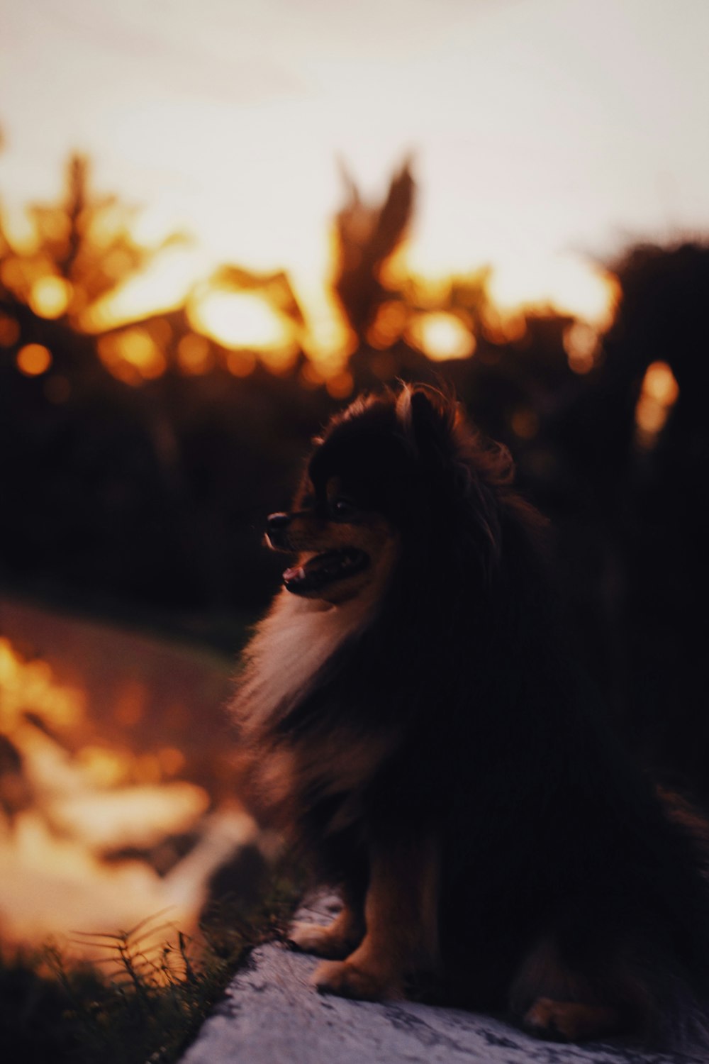 black and white long coat small dog