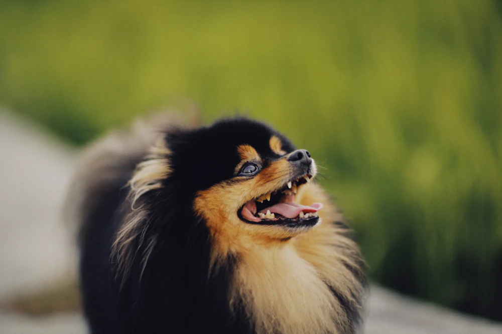 German Spitz, photo 2