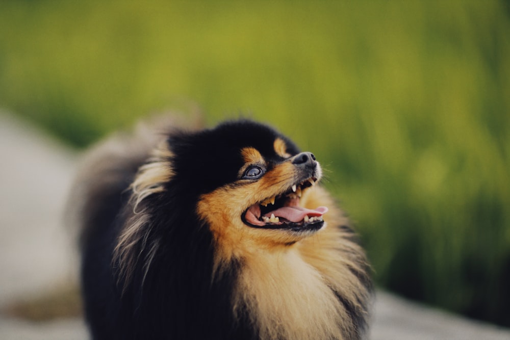 Perro de pelo largo negro y marrón