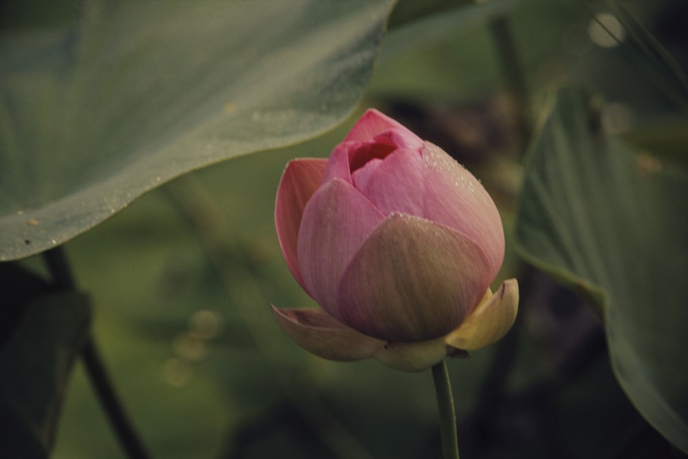 pink lotus flower in bloom during daytime