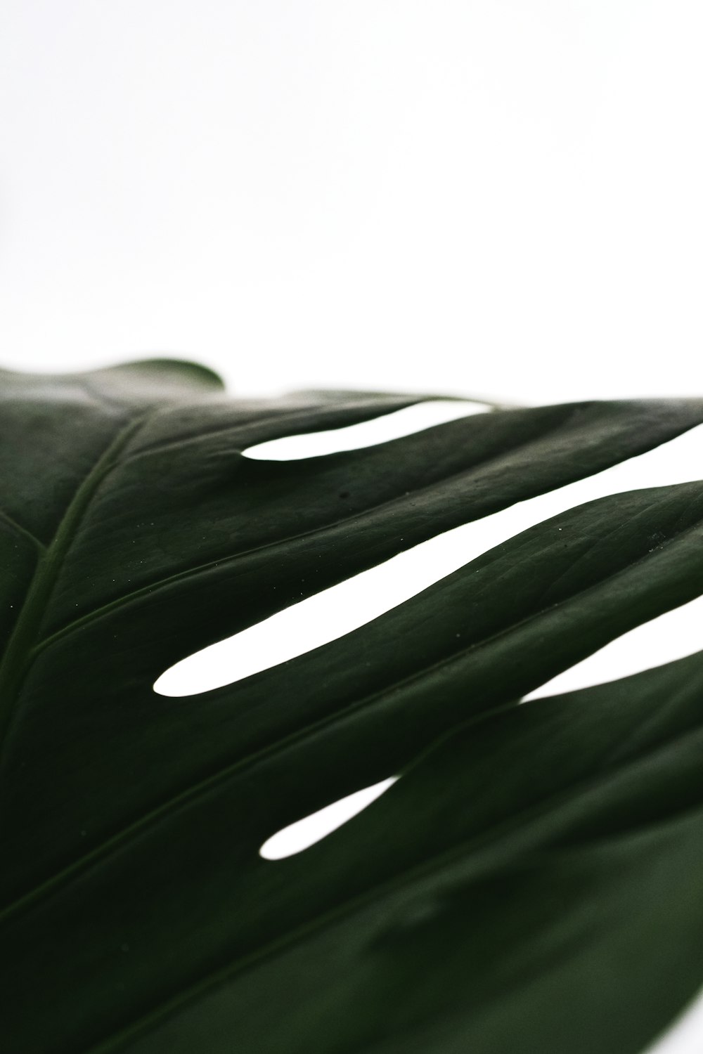 grayscale photo of leaf with water droplets