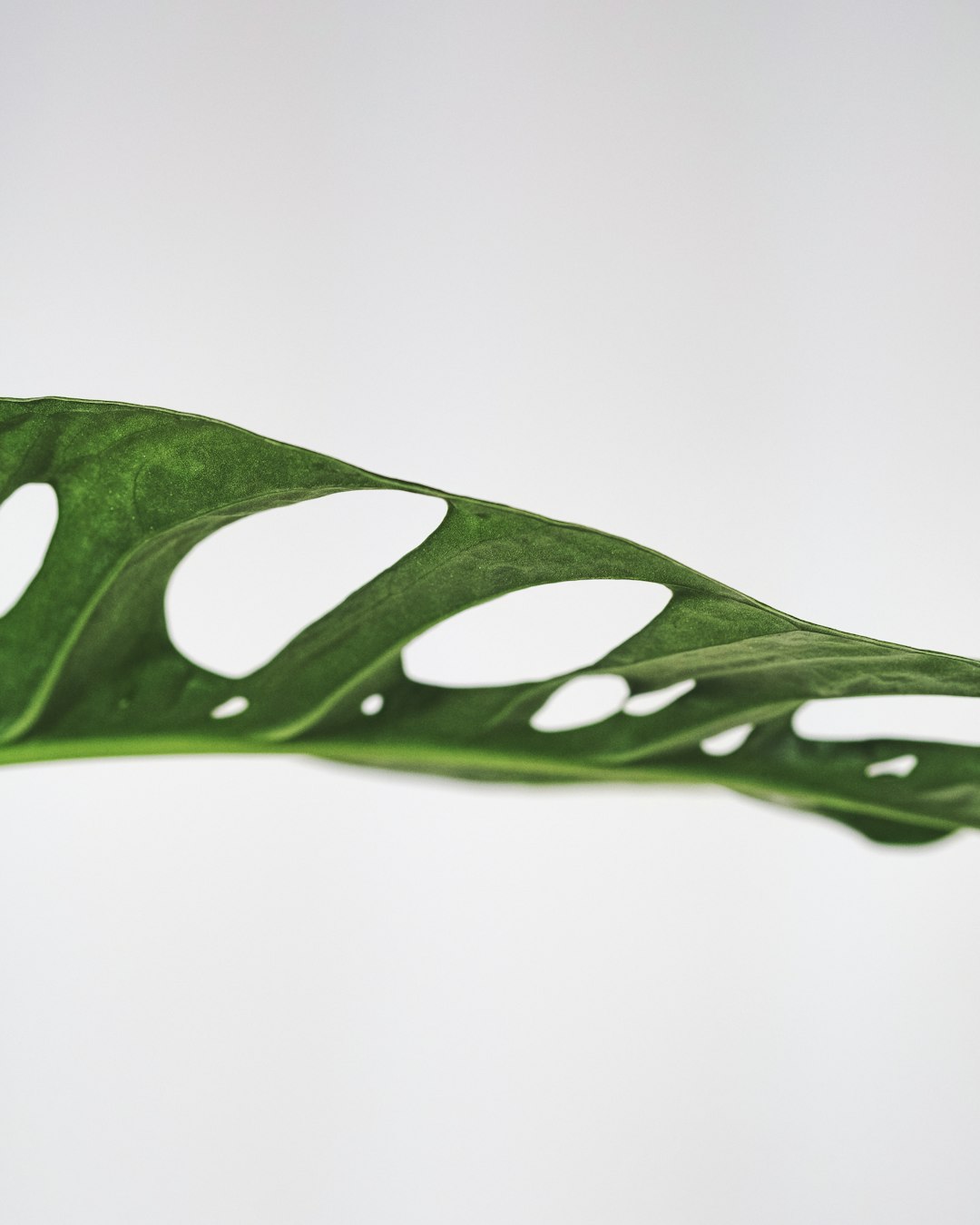 green leaf with water droplets