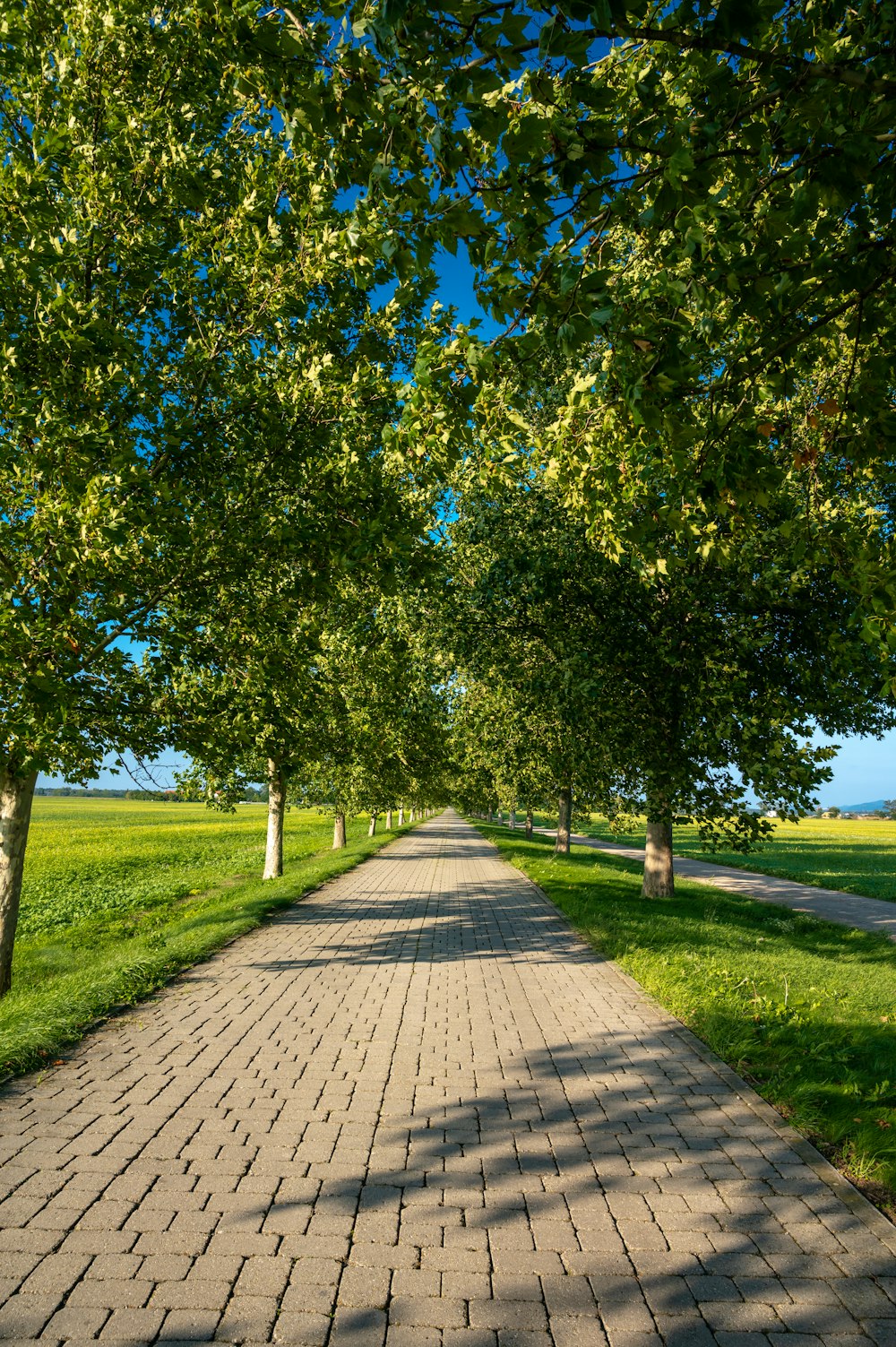 Sentiero in legno marrone tra il campo di erba verde e gli alberi durante il giorno