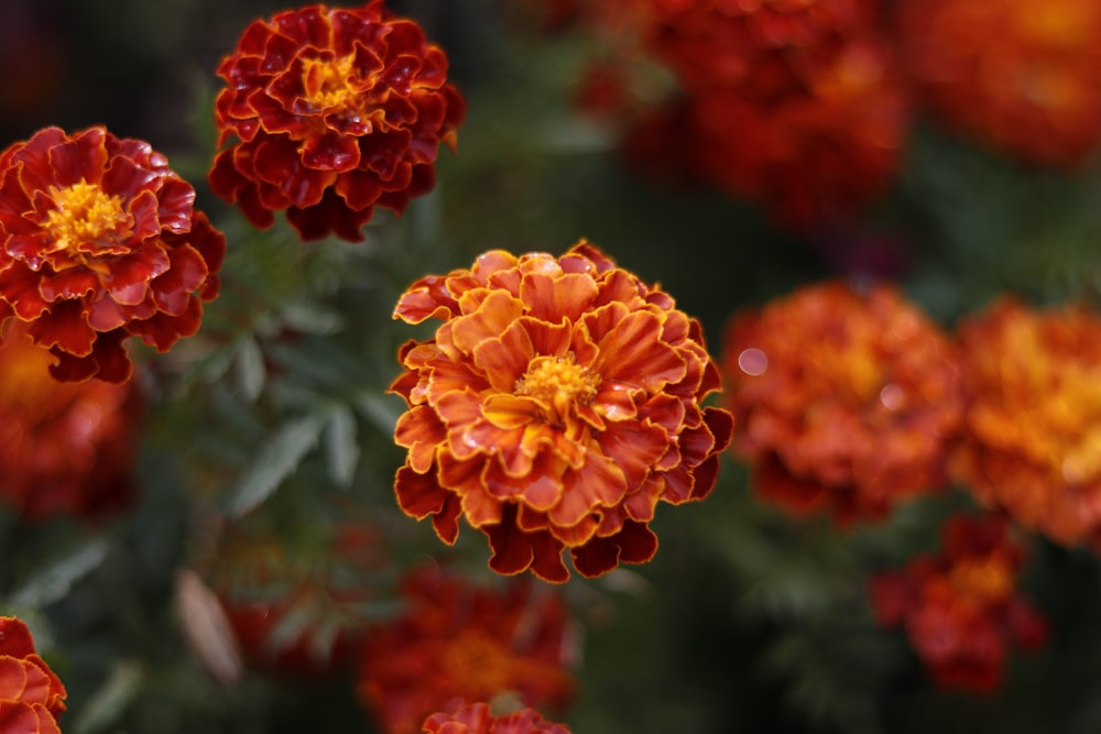 orange flower in tilt shift lens