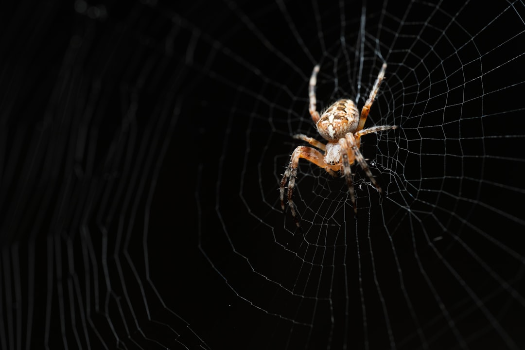 brown spider on spider web