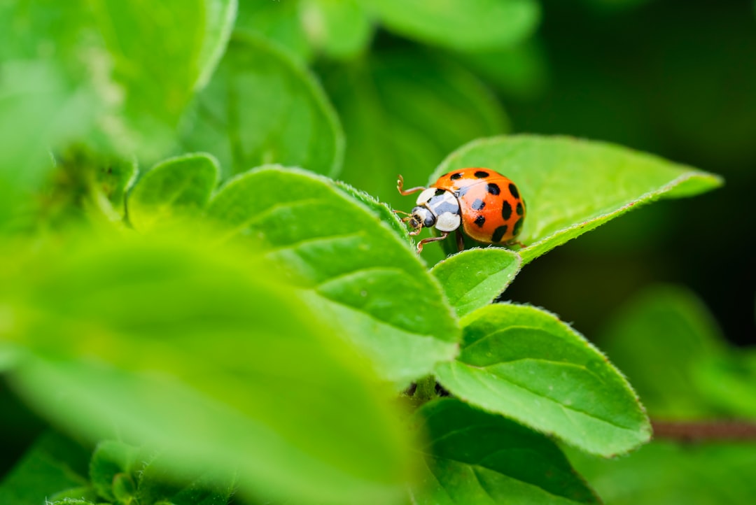 red and black ladybug on green leaf