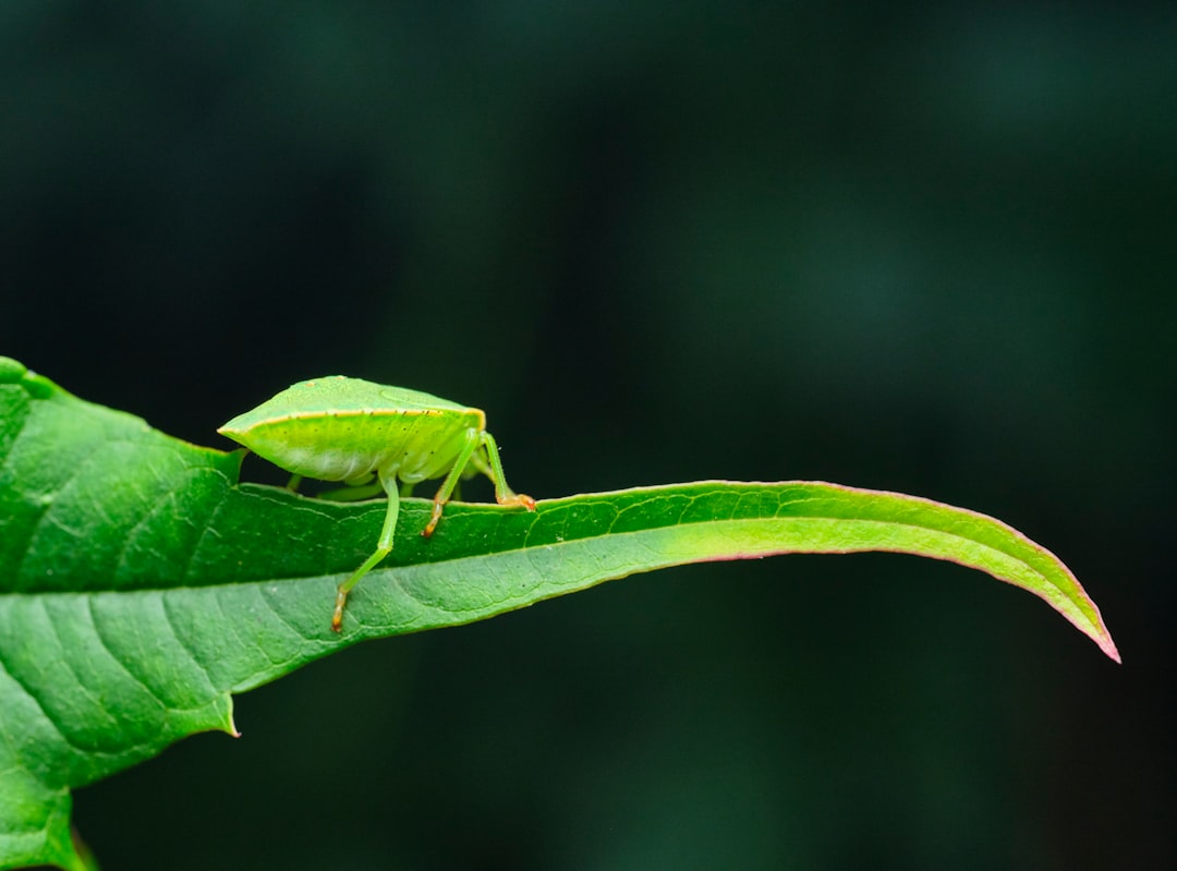 green grasshopper on green leaf in close up photography during daytime