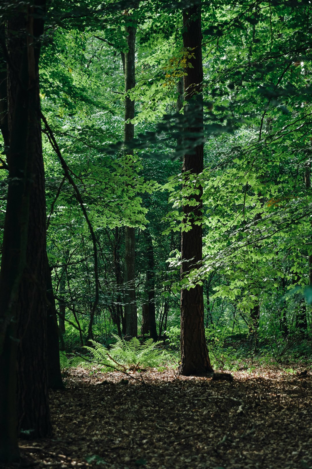 green and brown trees during daytime