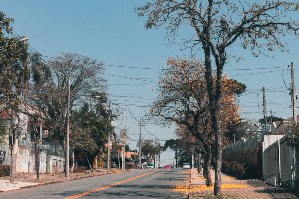 bare trees on side of the road during daytime