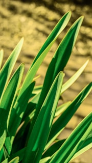 Bright green leaves and fresh plant extracts arranged on a wooden table with morning light.