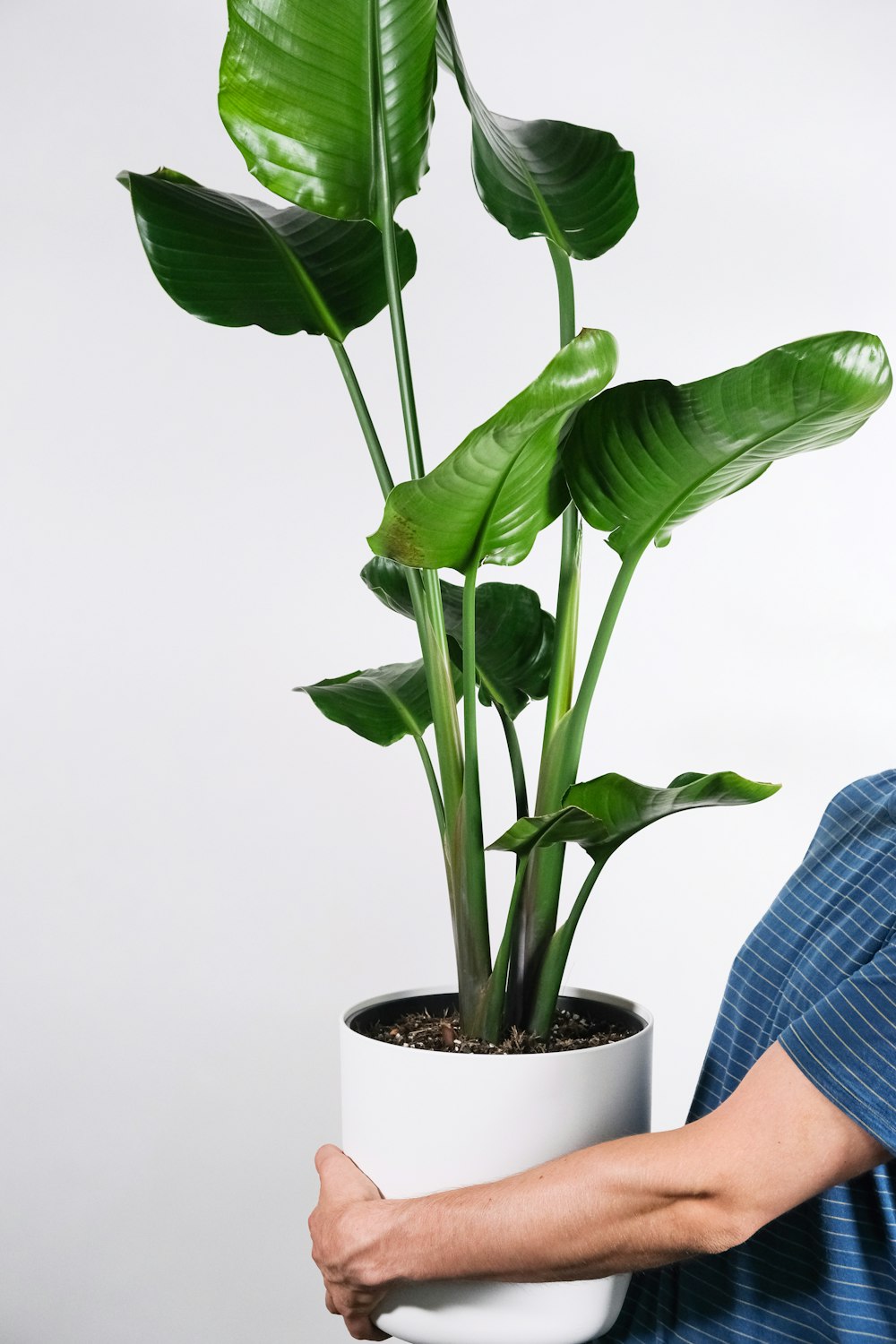 plante verte sur pot en céramique blanche