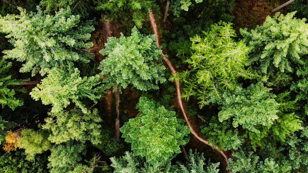 green and brown tree branch