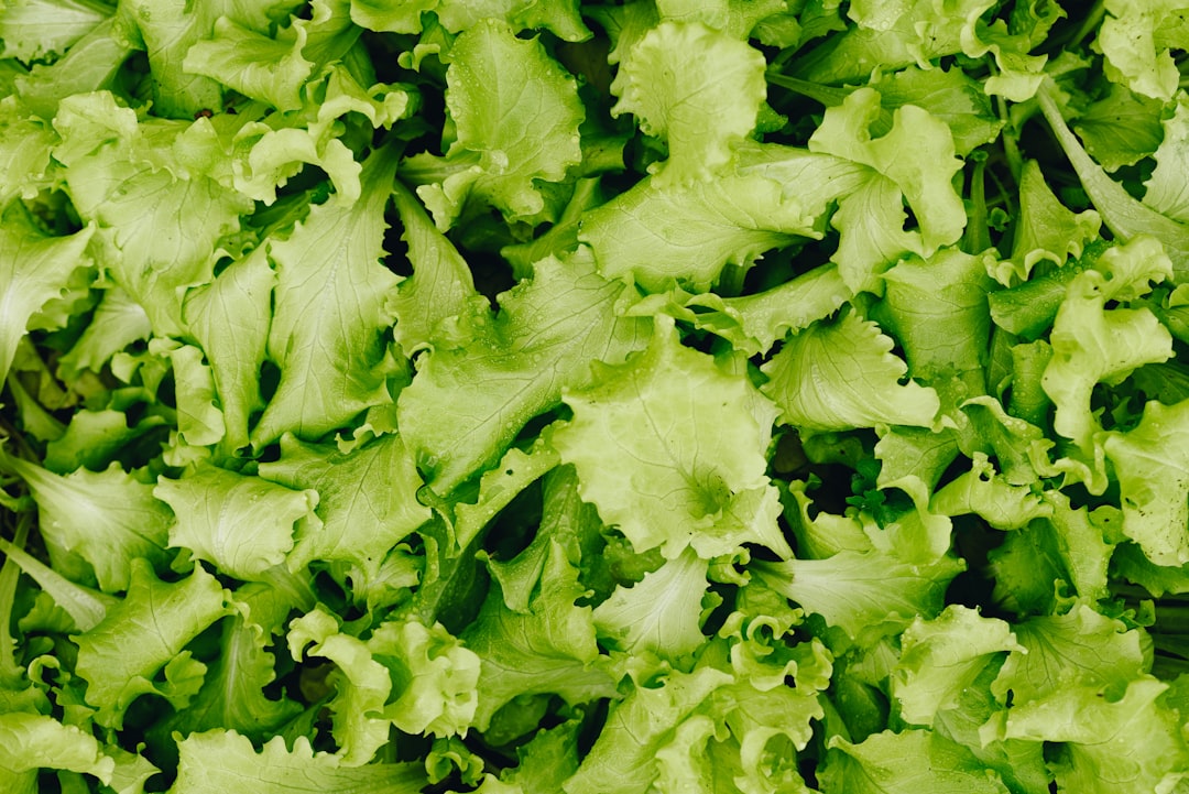green and white lettuce vegetable