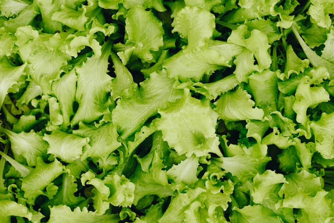 Exploring the Benefits of Hydroponically Grown Greens