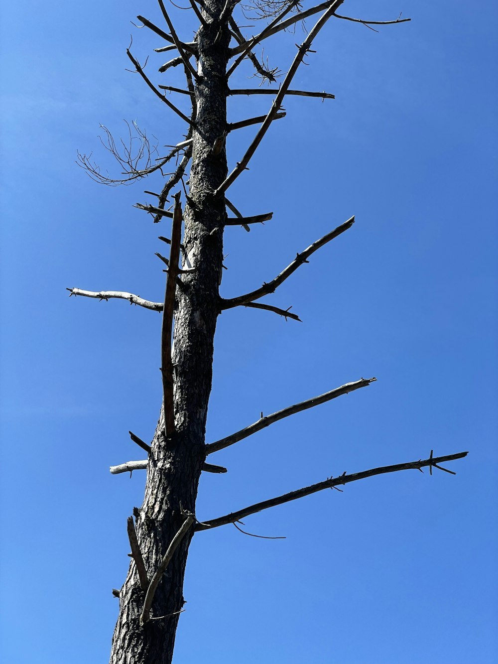 leafless tree under blue sky