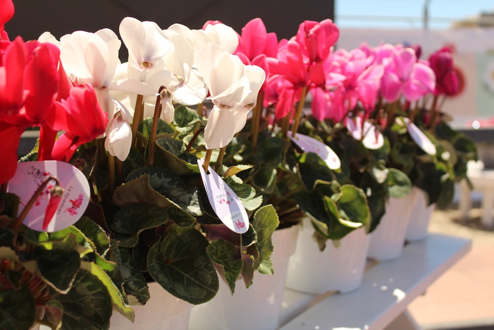 white and pink roses in white ceramic vase