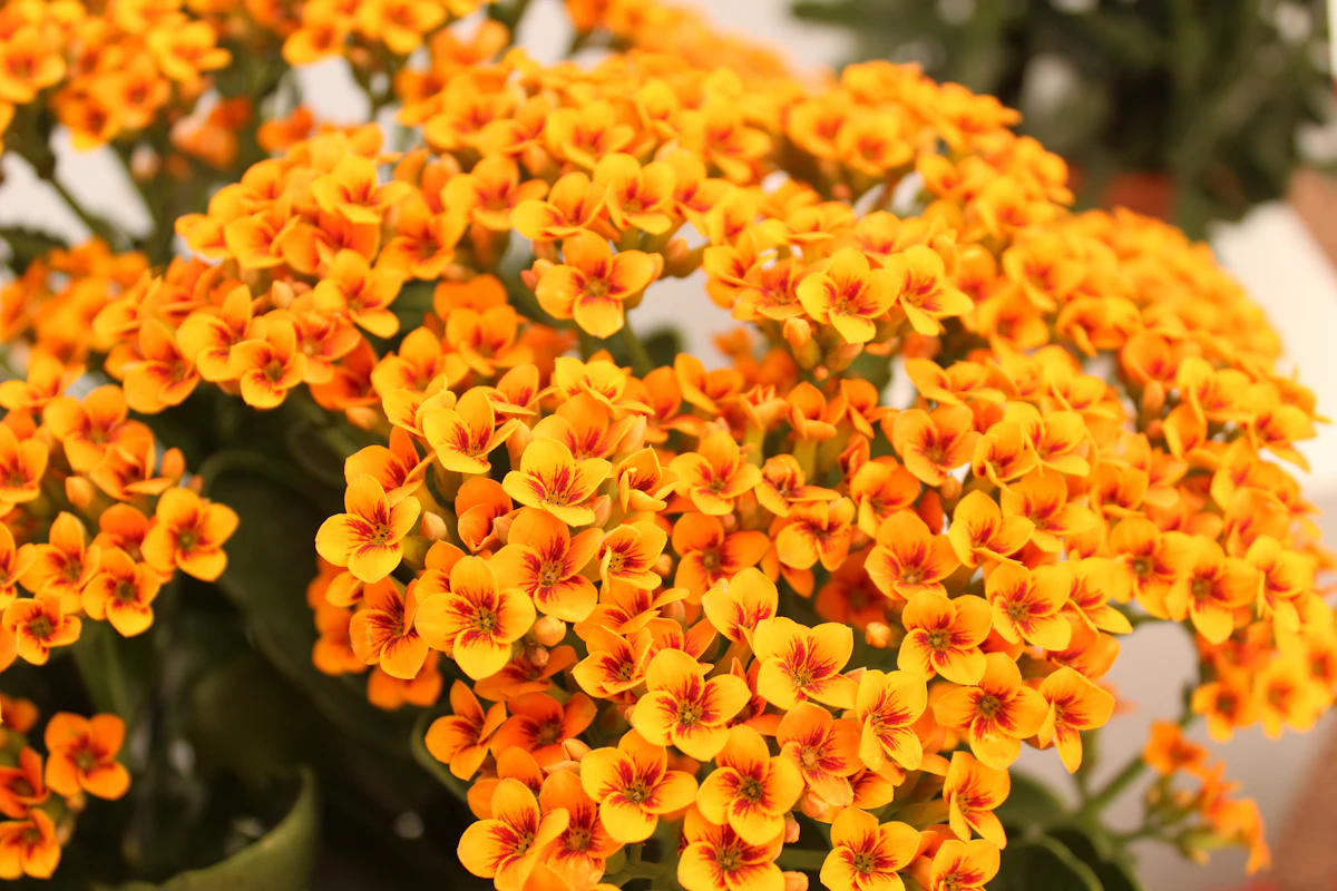 Kalanchoe Flowering Succulent India — Rebloom Trick Complete Guide