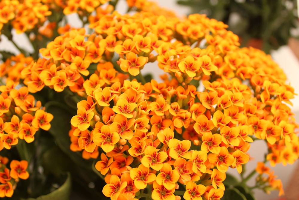 yellow and red flower in close up photography