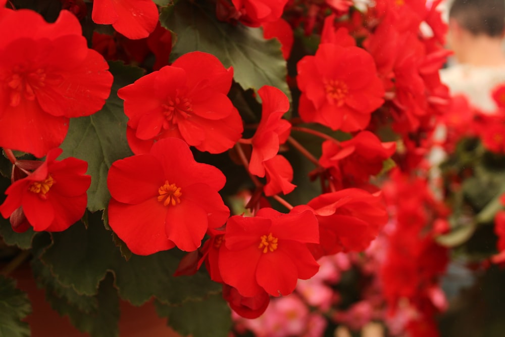 red flowers in tilt shift lens