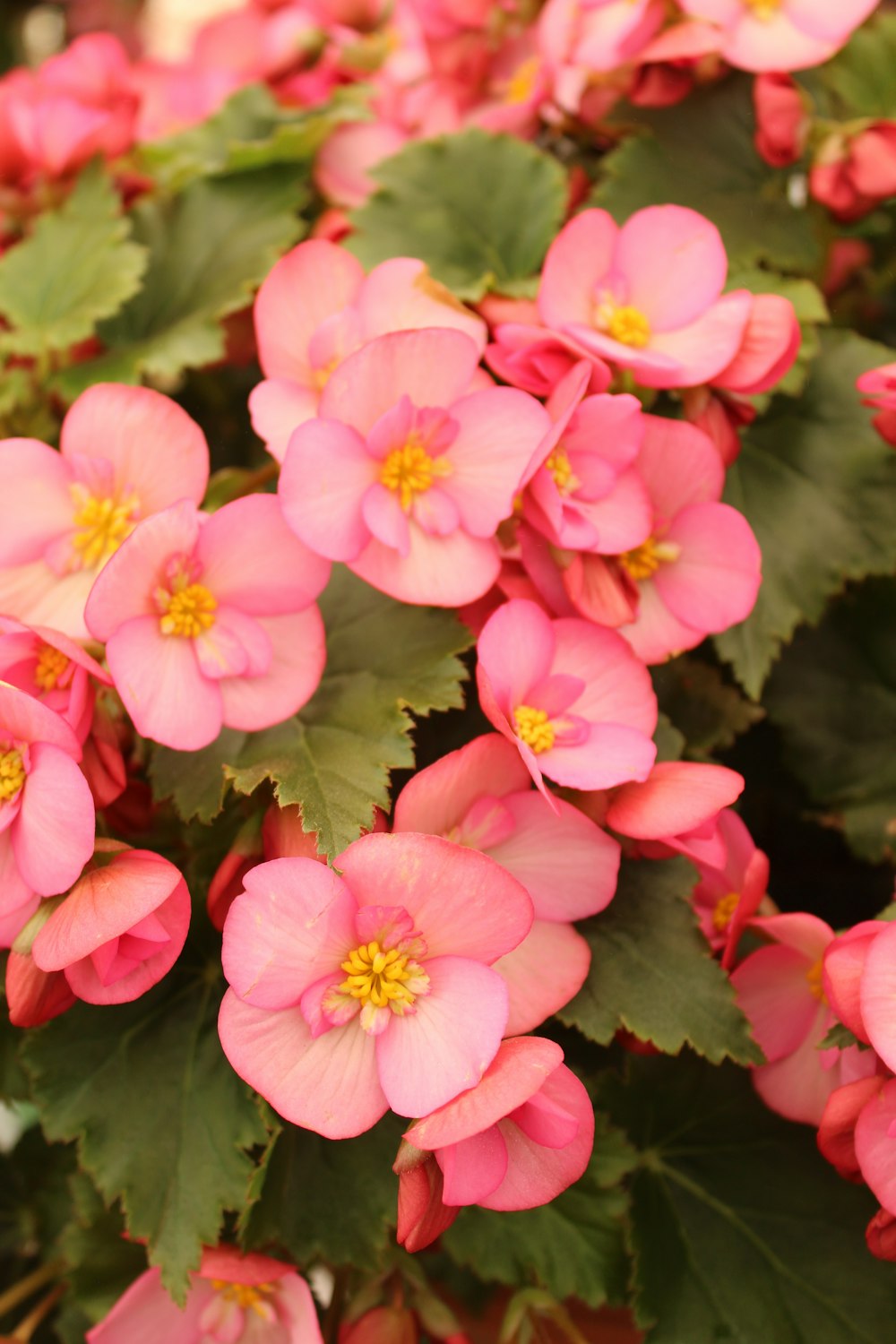 pink flowers with green leaves